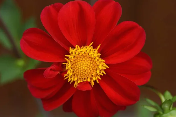Duży Pączek Czerwonego Okrągłego Kwiatu Zielonym Łodyży Brązowym Tle — Zdjęcie stockowe