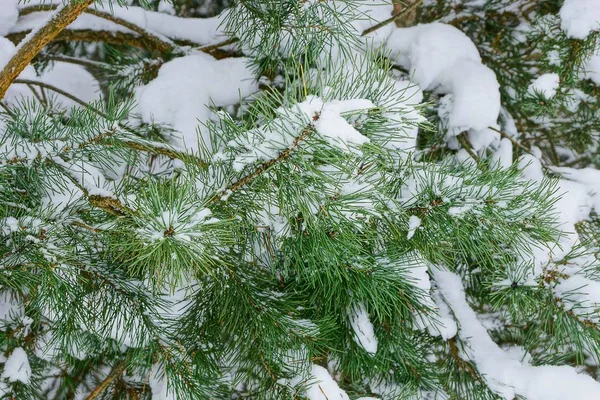 Pin Coniférien Vert Branche Sous Neige Dans Forêt — Photo