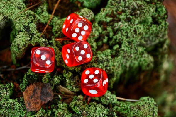 绿苔上的红骰子在自然界 — 图库照片