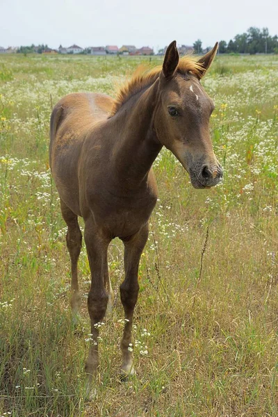 Piękny Koń Trawie Zielonej Łące — Zdjęcie stockowe