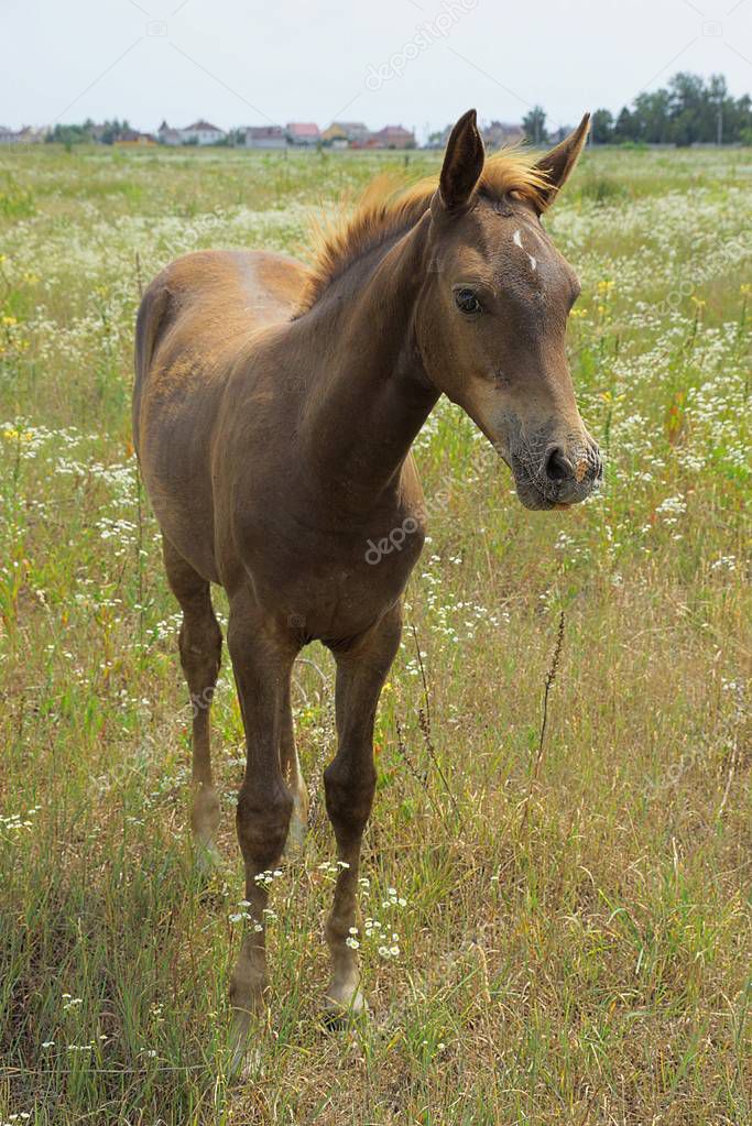 Beautiful horse in the grass on a green meadow