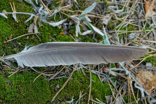 Una Piuma Lunga Grigia Uccello Trova Muschio Verde — Foto Stock