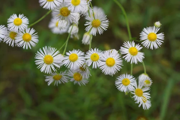 许多小白野花雏菊在自然茎 — 图库照片