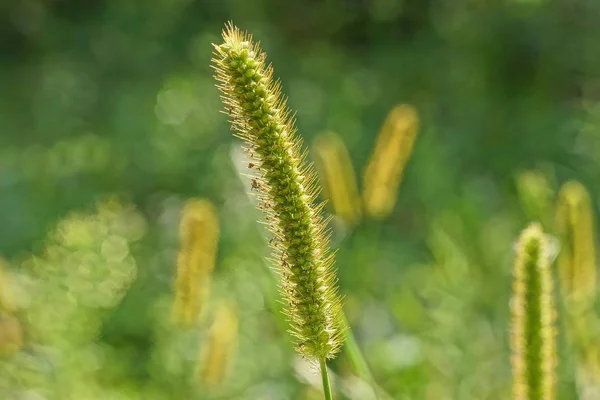 Grön Lång Stjälk Gräs Solljus Naturen — Stockfoto