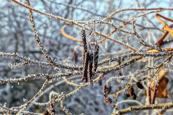 Branche Mince Une Plante Recouverte Givre Plein Air — Photo