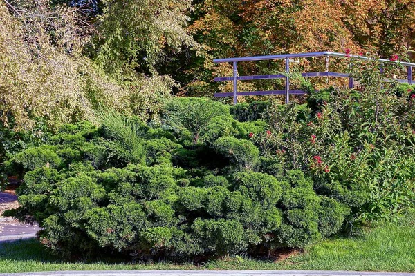 Buissons Ornementaux Conifères Verts Extérieur Paroi Verre Bâtiment — Photo