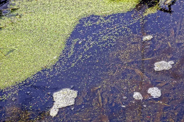 Del Vatten Kroppen Med Vatten Och Grön Andmat — Stockfoto