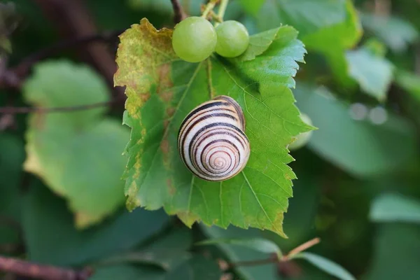 Caracol Gris Sobre Una Hoja Verde Uvas Con Bayas — Foto de Stock