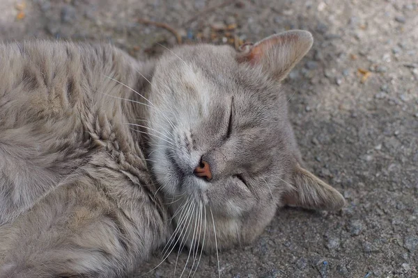 One Big Gray Cat Lies Sleeps Asphalt — Stock Photo, Image