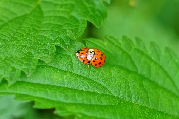 Zwei Kleine Rote Marienkäfer Auf Einem Grünen Blatt Einer Pflanze — Stockfoto