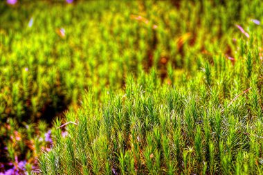 Ormanda doğada yeşil yosun