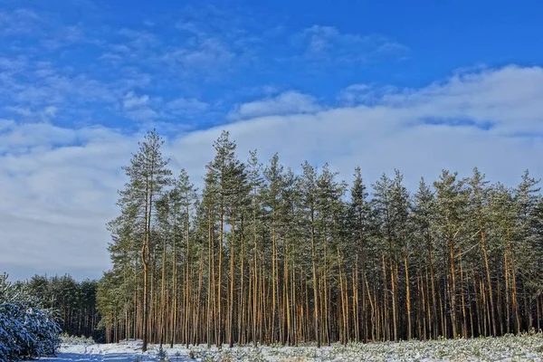 Reihe Von Kiefern Unter Dem Schnee Einem Sonnigen Tag Gegen — Stockfoto