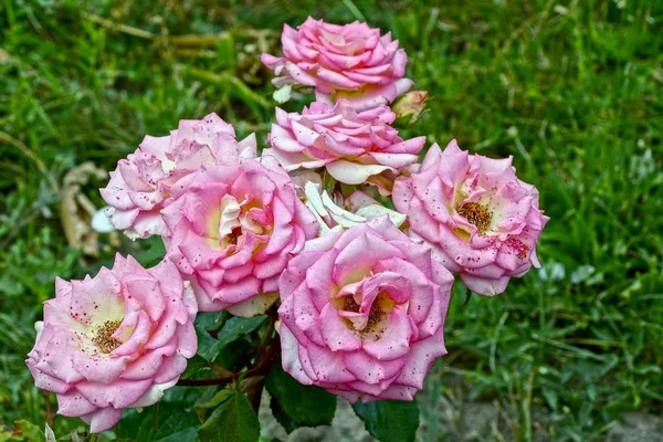 Buds Rosas Florescentes Arbusto Espinhoso Jardim Verão — Fotografia de Stock