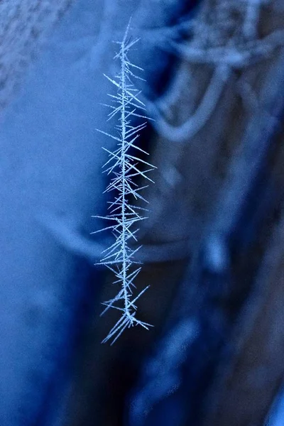 Nål Vit Frost Tunn Spindel Webben — Stockfoto