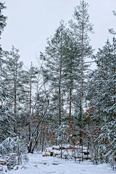 Tallar Och Stockar Snön Skogen — Stockfoto