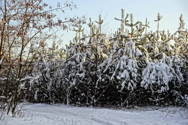 Grüne Kiefern Unter Weißem Schnee Den Waldgrünen Kiefern Unter Weißem — Stockfoto