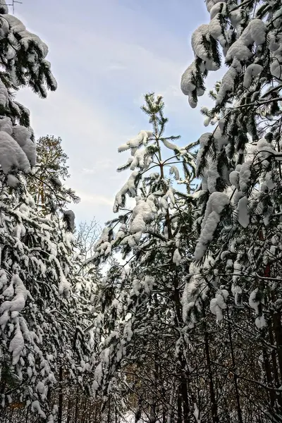 Des Branches Conifères Sous Neige Dans Forêt — Photo