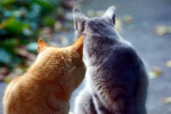 Двоє Котів Сидять Порозі Вулиці — стокове фото