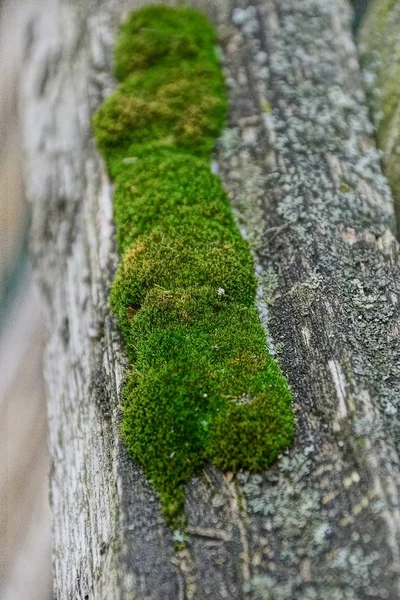 Musgo Verde Sobre Una Tabla Madera Gris — Foto de Stock