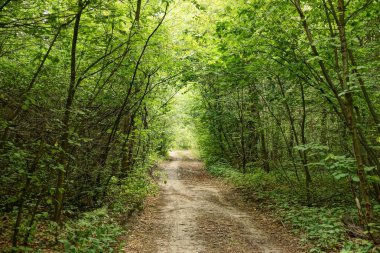 Orman yolu küçük yapraklı ağaçların gölgesinde