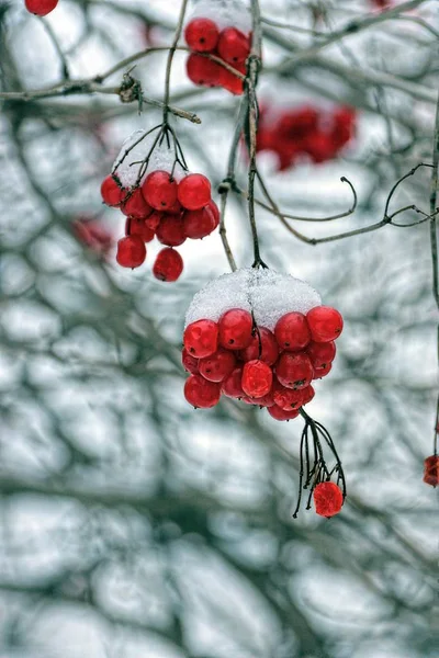 Klynger Rød Viburnum Gren Snøen – stockfoto