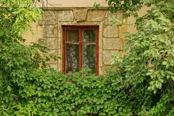 Ein Altes Fenster Der Wand Des Mit Grünzeug Und Ästen — Stockfoto