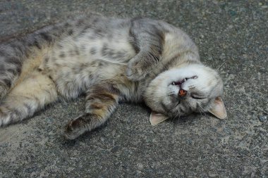 bir büyük gri kedi yatıyor ve sokakta asfalt üzerinde uyuyor