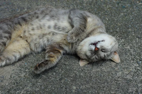 Один Великий Сірий Кіт Лежить Спить Асфальті Вулиці — стокове фото