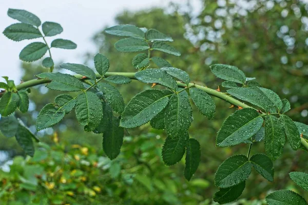 Λεπτό Ροδοτριαντάφυλλο Κλαδί Μικρά Πράσινα Φύλλα — Φωτογραφία Αρχείου
