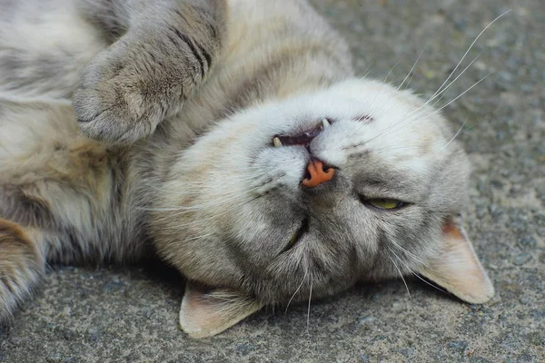 Büyük Bir Gri Kedi Yatıyor Asfalt Üzerinde Uyuyor — Stok fotoğraf