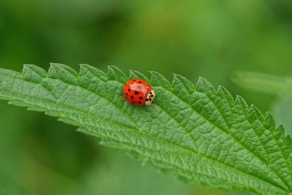 Uma Joaninha Vermelha Senta Uma Folha Verde Urtiga — Fotografia de Stock