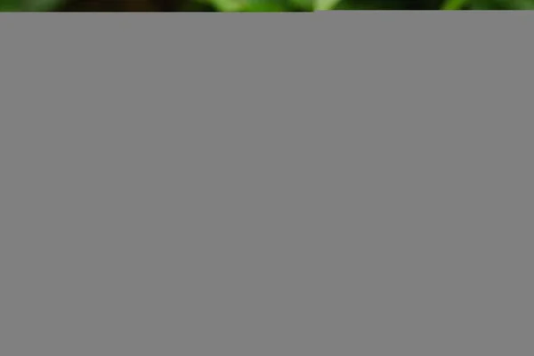 Schwarze Lupe Vergrößert Blaue Blütenknospe Auf Grünem Stiel — Stockfoto