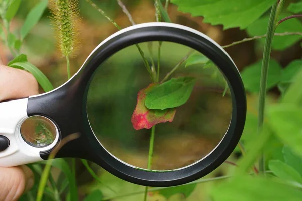 Svart Runda Förstoringsglas Över Ett Grönt Rött Blad Växt Naturen — Stockfoto