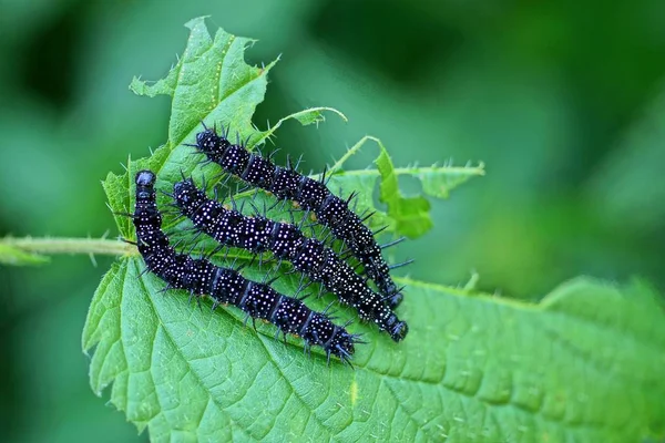 Tre Små Svarta Larver Ett Grönt Blad Nässlor Anläggning — Stockfoto