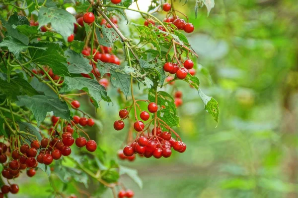 Красные Ягоды Вибурнума Ветвях Зелеными Листьями — стоковое фото