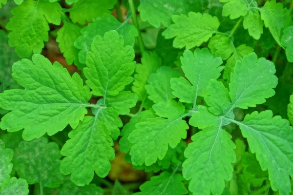 Sfondo Verde Naturale Foglie Verdi Una Pianta Selvatica — Foto Stock