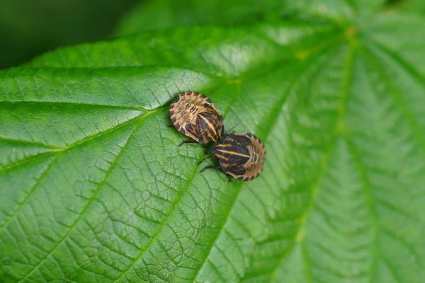 Två Små Bruna Skalbaggar Sitter Ett Grönt Blad Växt — Stockfoto