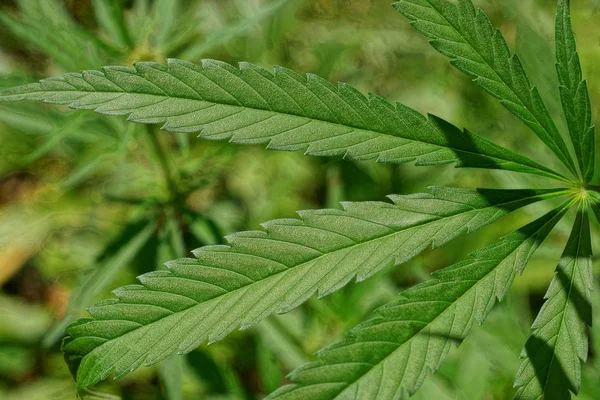 long green leaf hemp plants on nature