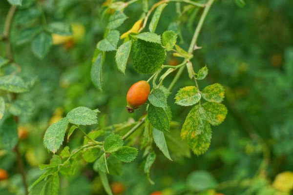 Uma Rosa Mosqueta Vermelha Ramo Com Pequenas Folhas Verdes — Fotografia de Stock