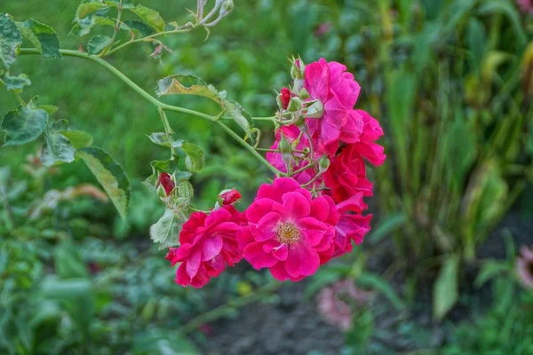 Bahçede Yeşil Bir Çalı Üzerinde Çok Kırmızı Güller — Stok fotoğraf