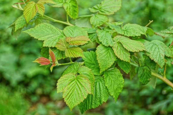 Green Leaves Raspberry Branch Garden — Stock Photo, Image