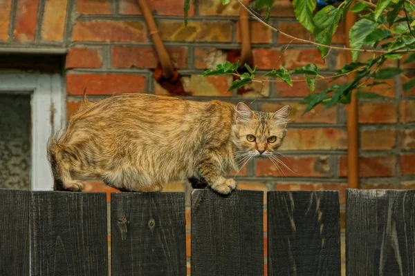 Brązowy Puszysty Kot Stoi Patrzy Czarnym Drewnianym Ogrodzeniu — Zdjęcie stockowe