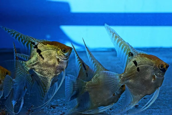 Petits Poissons Eau Bleue Une Profondeur Dans Aquarium — Photo