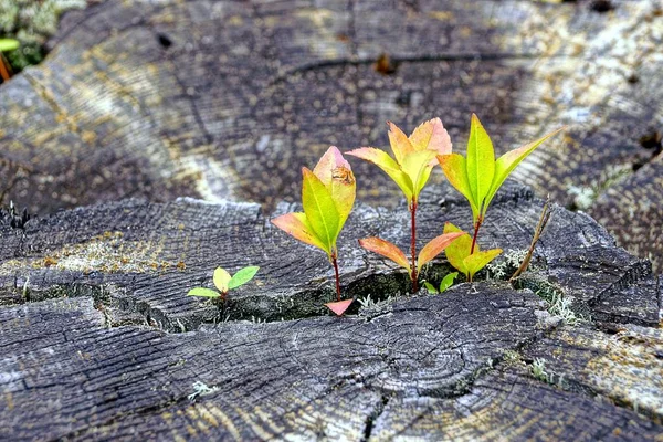 Pequeños Brotes Verdes Tocón Seco Bosque — Foto de Stock