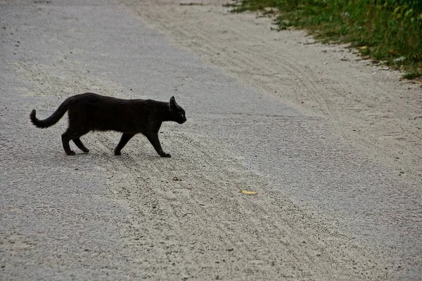 Grand Chat Noir Est Debout Sur Sol Dans Herbe Dans — Photo