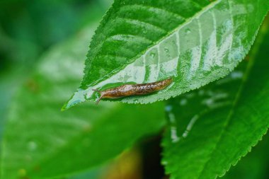 bitkinin büyük yeşil yaprağı üzerinde sürünen bir salyangoz