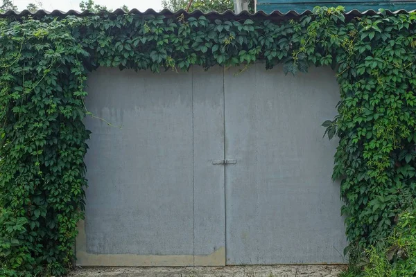 Yeşil Bitki Örtüsü Ile Büyümüş Bir Gri Demir Kapı — Stok fotoğraf