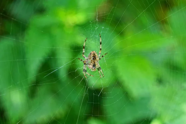 Uma Aranha Cinza Grande Senta Uma Teia Fundo Verde — Fotografia de Stock