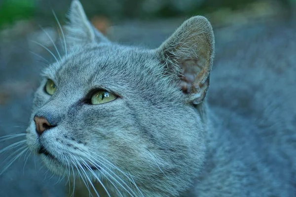 Grosso Gatto Grigio Alza Sguardo Sulla Strada — Foto Stock