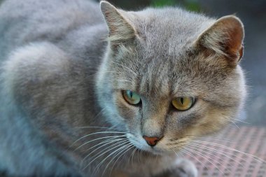 Yeşil gözlü sokakta oturan gri büyük kedi